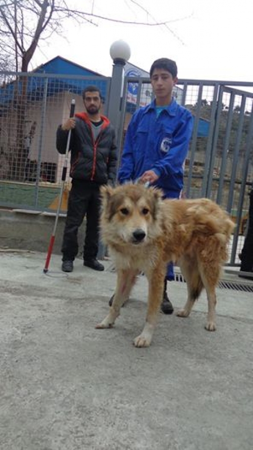 ქართული ქოფაკი უსახელო