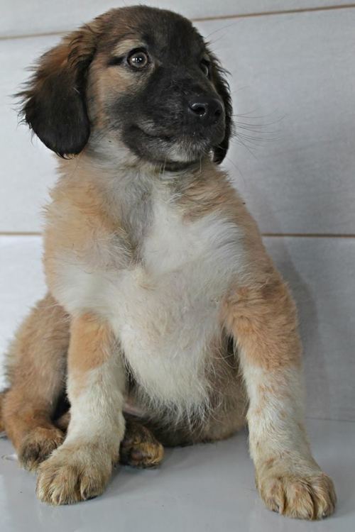 ქართული ქოფაკი უსახელო