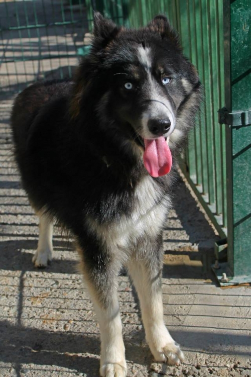 ლაიკა დაგი