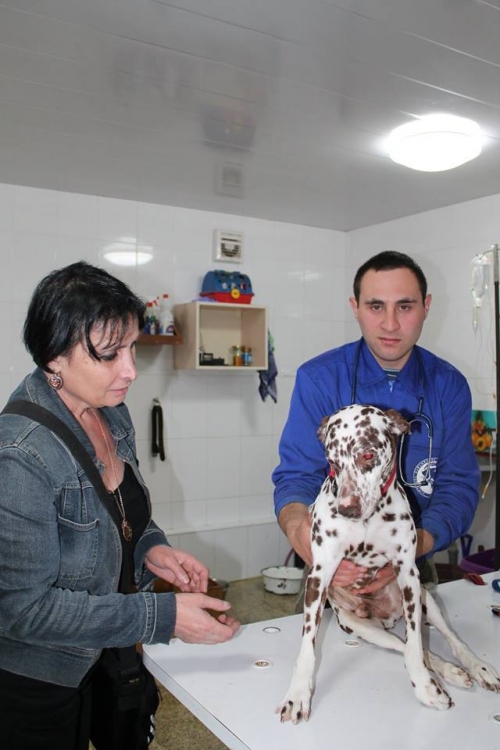 დალმატინი ჯიჯი