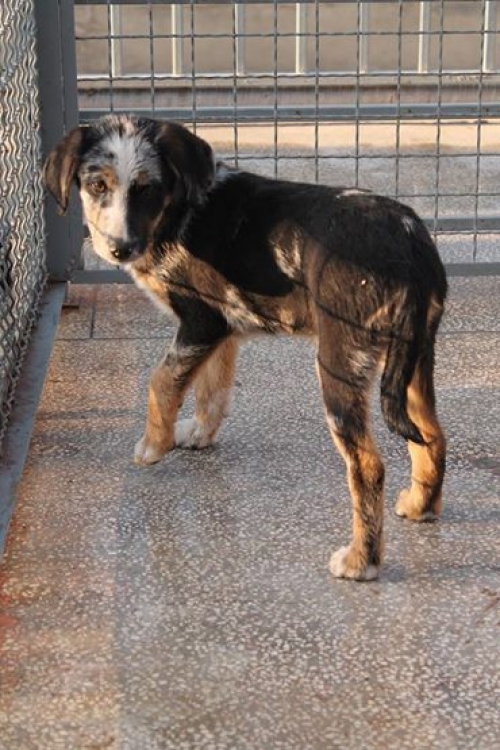 მეტისი უსახელო