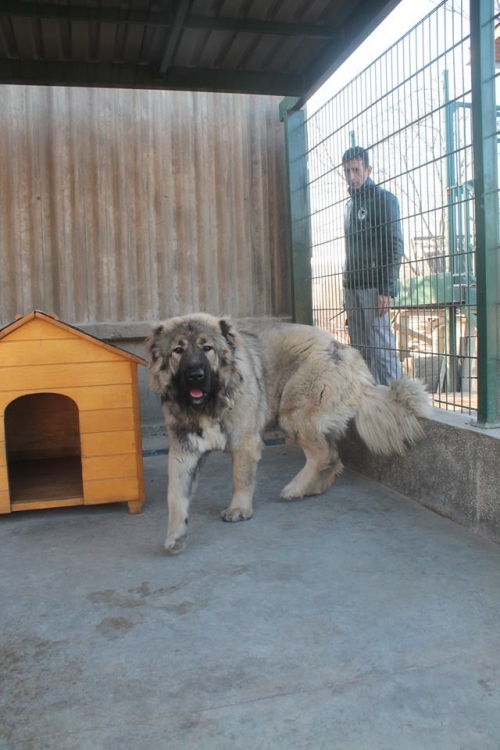 ქართული ნაგაზი უსახელო