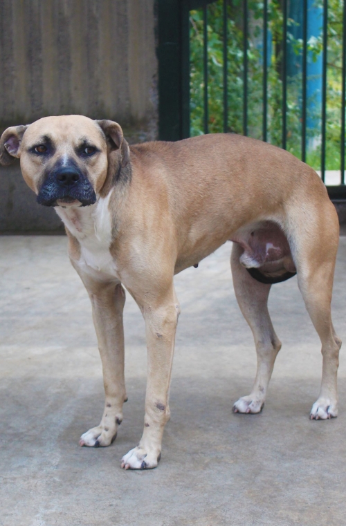 პიტი კინგსტონი