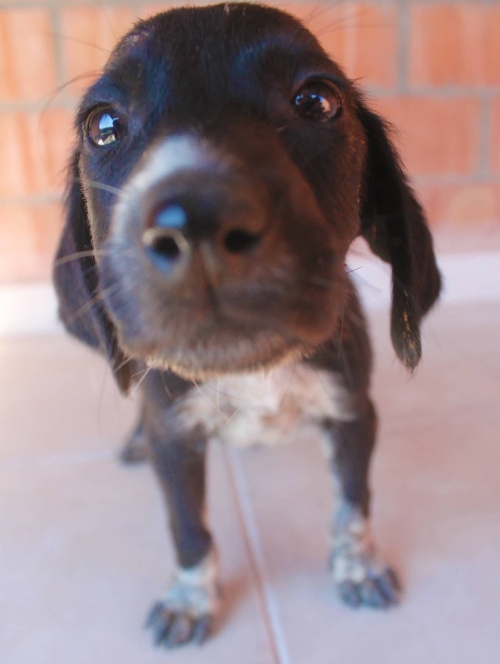 მეტისი უსახელო