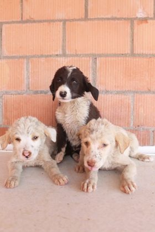 მეტისის ლეკვები უსახელო