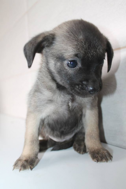 მეტისი უსახელო