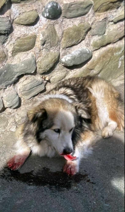 ლაიკა მცხეთა დედათა მონასტერი