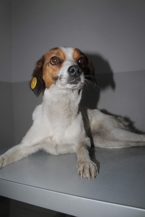 მეტისი უსახელო