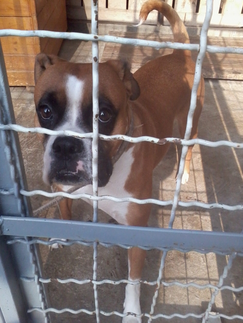 ბოქსიორი გაბი