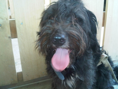 * გაჩუქებულები შნაუცერი