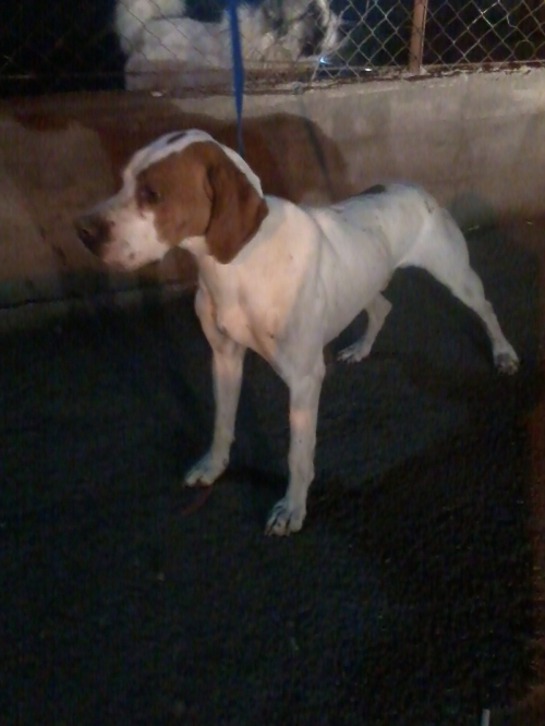 პოინტერი უცნობი