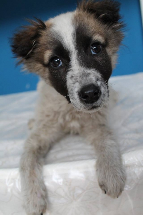 მეტისი უსახელო