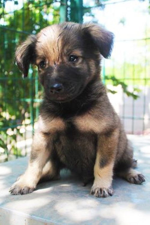 მეტისი უსახელო