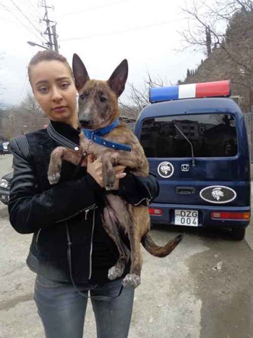 მეტისი ჯესი