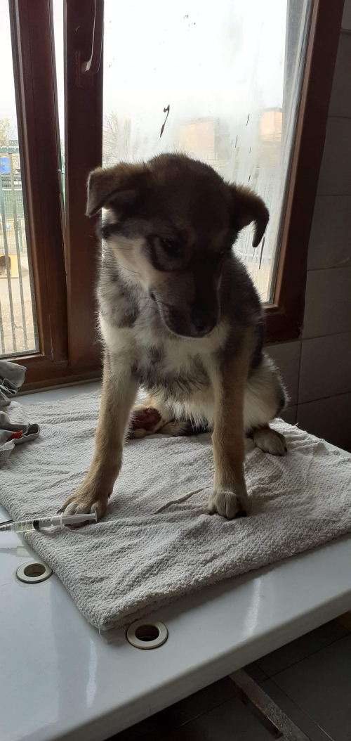 მეტისი უსახელო