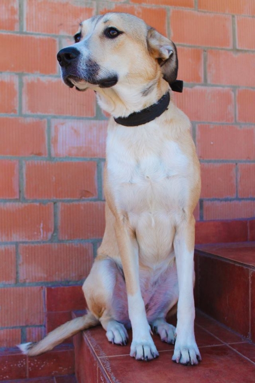 მეტისი ჟოზეფინა