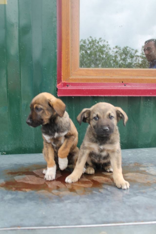 მეტისის ლეკვები უსახელო