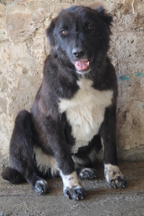 ქართული ქოფაკი უსახელო