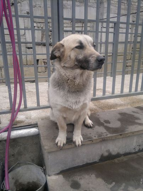 მეტისი ფლაპი