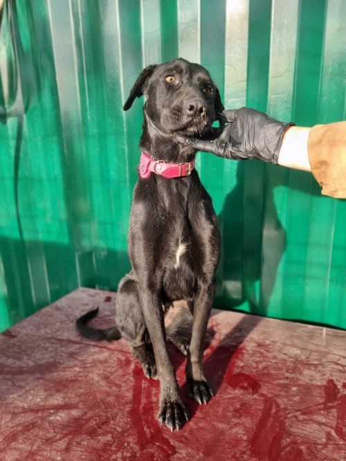 მეტისი ისნის მეტრო