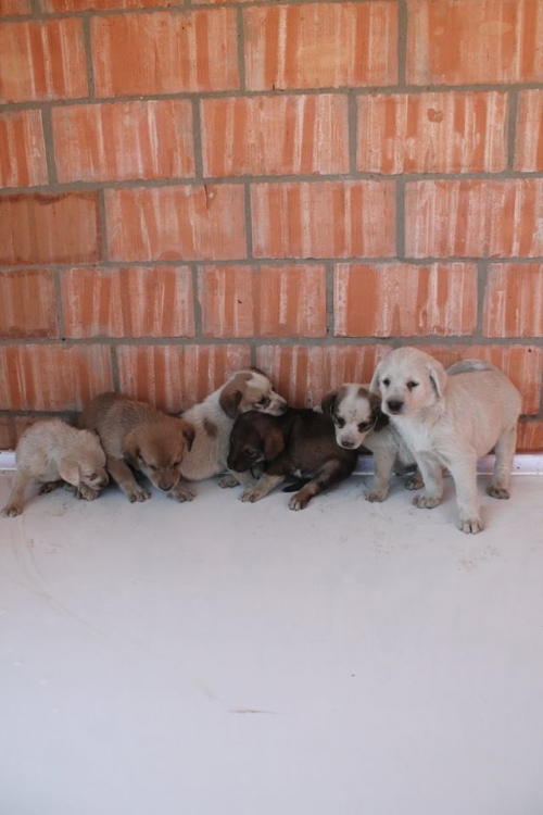 მეტისის ლეკვები უსახელო