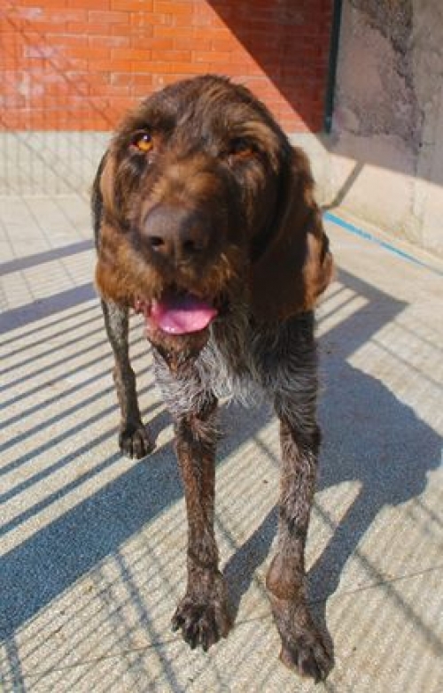 დრათხარი რომბო