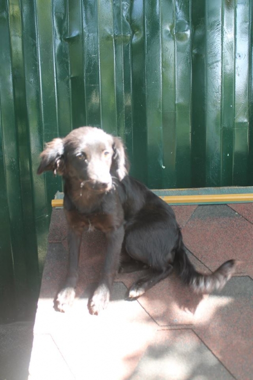 მეტისი უსახელო