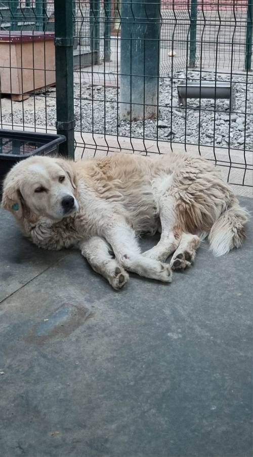 ქართული ქოფაკი აფრიკა