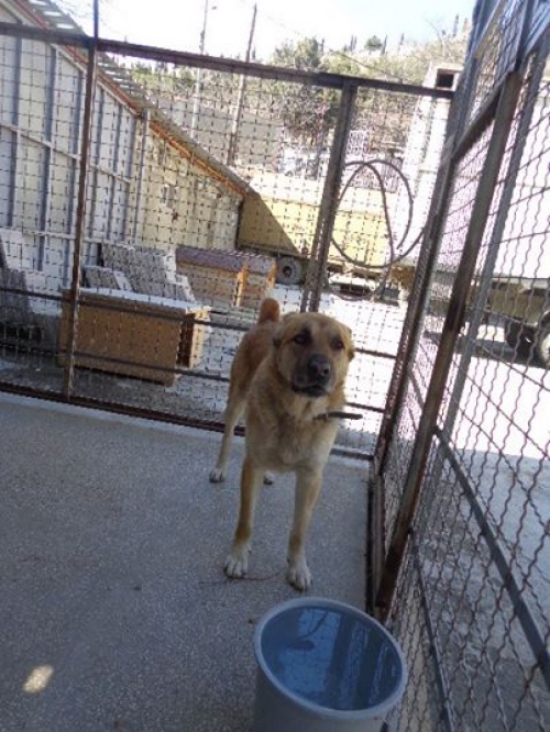 ქართული ნაგაზი ბიჯო