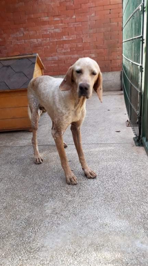 პოინტერი უსახელო