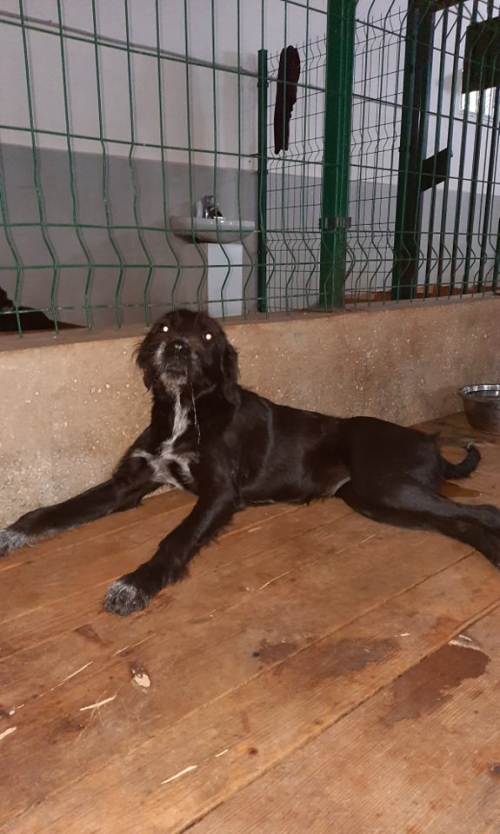 მეტისი ნაპოვნია შინდისში