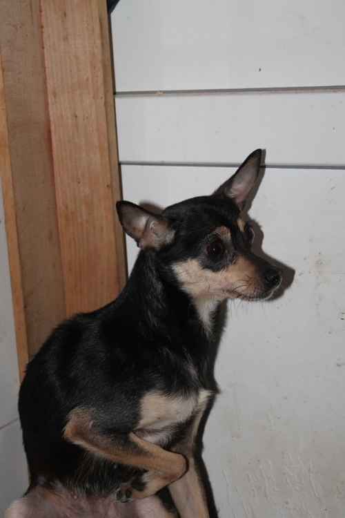 ტოი ტერიერ ლოლიტა