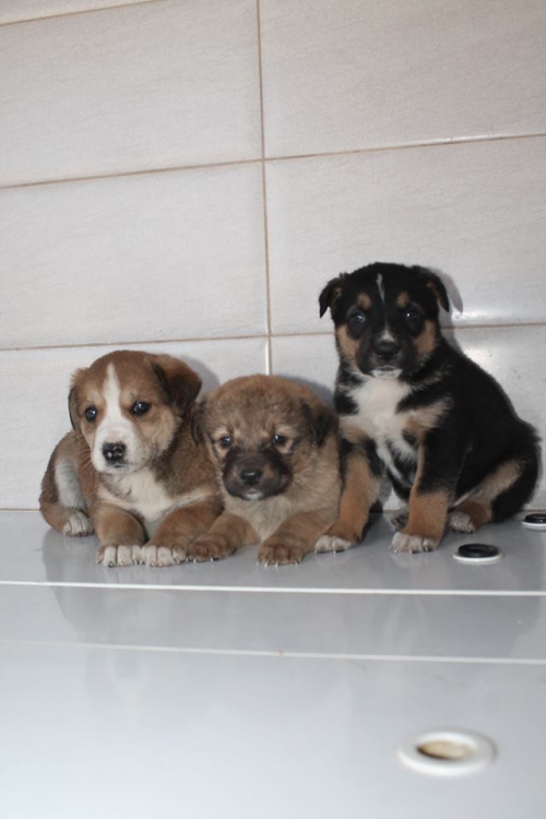 მეტისის ლეკვები უსახელო