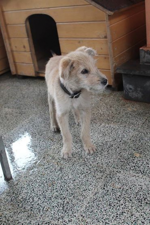 ბალონკის მეტისი უცნობი