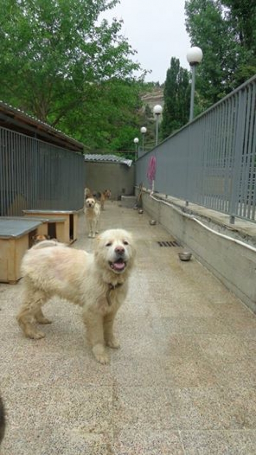 ქართული ნაგაზი ბუკა