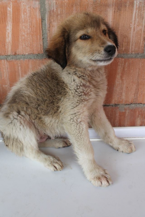 მეტისი უსახელო