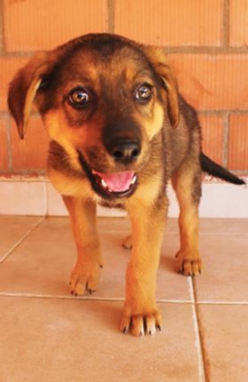 მეტისი უსახელო