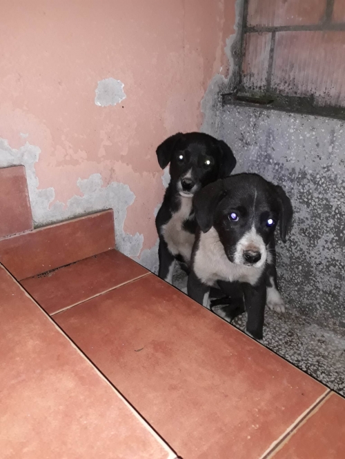 მეტისი მცხეთა