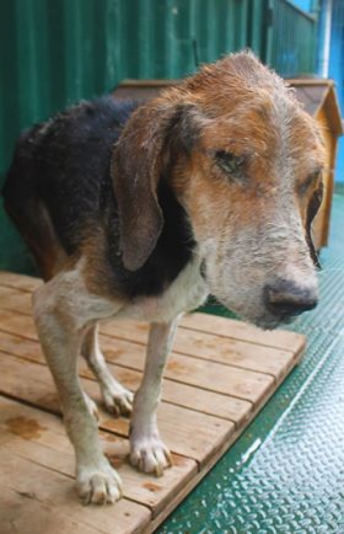 გონჩი უსახელო