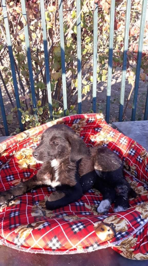 მეტისი უსახელო