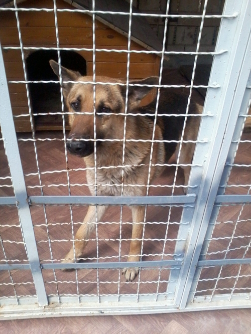 გერმანული ნაგაზი უცნობი