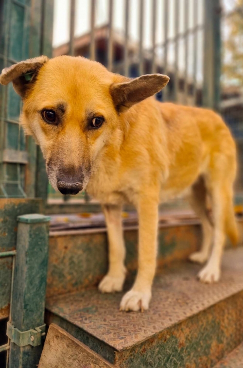 მეტისი ლილი