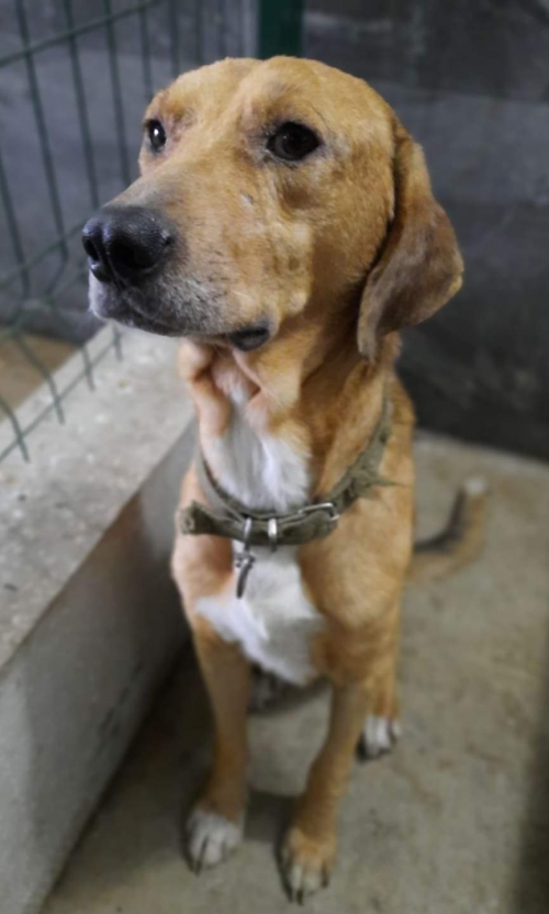 გონჩი ბობი