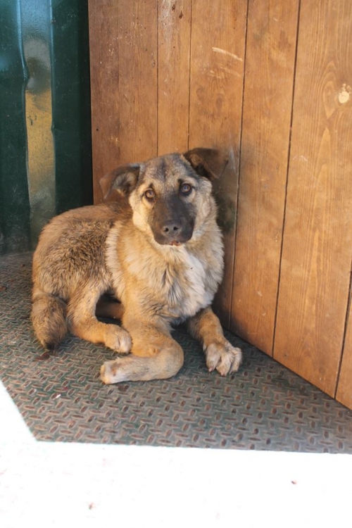 მეტისი უსახელო