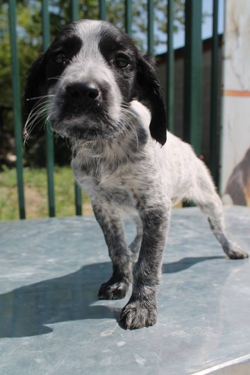 სეტერის მეტისი უსახელო