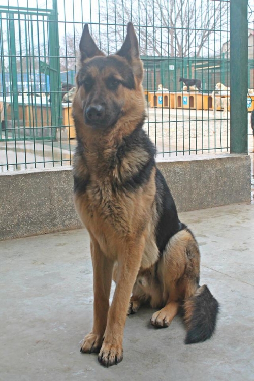 გერმანული ნაგაზი როკი