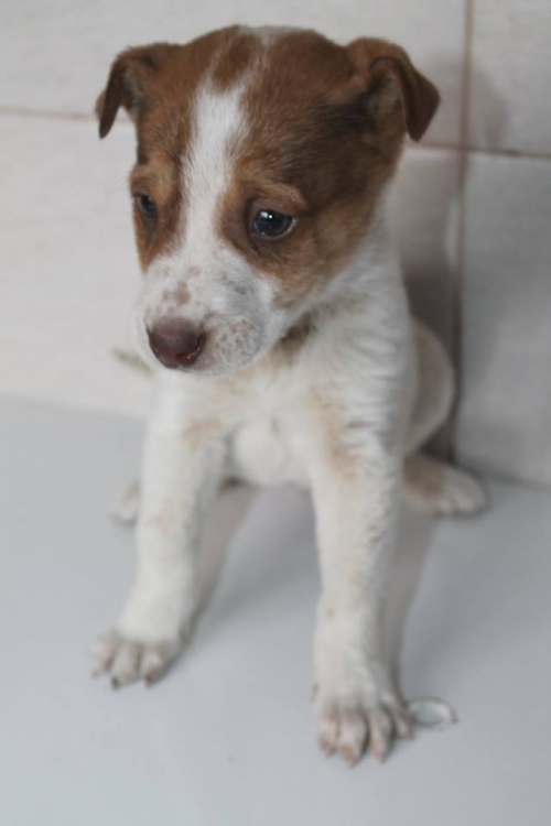 მეტისი უსახელო