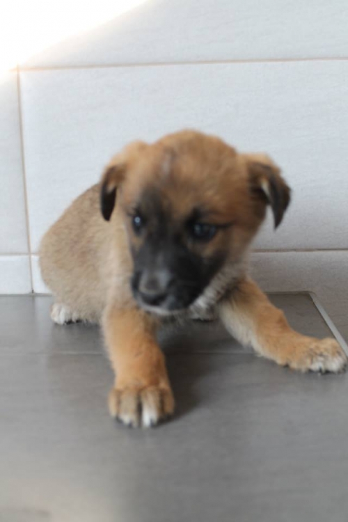 მეტისი უსახელო