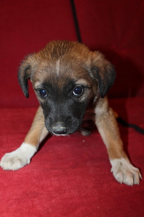 მეტისი უსახელო