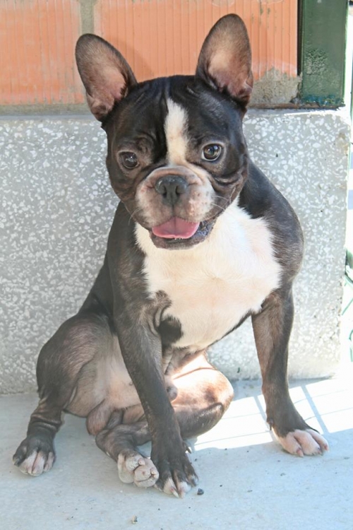 ფრანგული ბულდოგი ბობი